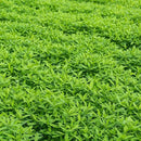 No-Till Farm and Garden Cover Crop Mix Seeds - 25 Lbs Bulk - Blend of Gardening Cover Crop Seeds: Hairy Vetch, Daikon Radish, Forage Collards, Triticale, More by GreenHaven Gardens