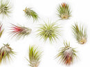 12 Pack Large Air Plants Tillandsia Ionantha Guatemala - Live Succulent House Plants - Available in Wholesale and Bulk - Home and Garden Decor - Easy Care Indoor/Outdoor Air Plant by GreenHaven Gardens