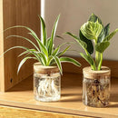 Glass Plant Propagation Stations for Plants – Set of 4(2 Large & 2 Small) Hydroponic Vases for Plant Cuttings,Flower Arrangements, Home & Office Decor–Desktop Vases for Living Room, Bedroom (4) by GreenHaven Gardens