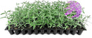 Salvia Mexican Sage Plants | 10 Live Seedlings | Salvia leucantha | Velvety Purple Flower Spikes | Drought Tolerant Landscape Perennial by GreenHaven Gardens