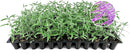 Salvia Mexican Sage Plants | 3 Live Seedlings | Salvia leucantha | Velvety Purple Flower Spikes | Drought Tolerant Landscape Perennial