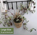 2PK Wall Planters for Indoor Plants, Macrame Plant Hanger | Wall Planter, Plant Hanger, Hanging Planter (2PK, for 6 inch Pot) by CozyNest Decor