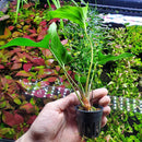 Anubias Live Aquarium Plants - Potted Freshwater Plant for Fish Tanks, Terrariums - Beginner Friendly Low Light (Hastifolia, 1 Pot) by GreenHaven Gardens