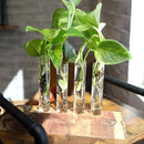 Plentiful Pothos & Philodendron (6-Pack), Pothos Live Plant Decor, Office Plants, Real Plants, Easy Indoor Plant, House Plants Indoors Live Plants Indoor Plants Live Houseplants by Plants for Pets by GreenHaven Gardens