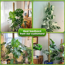 DUSPRO 59 Inches Non-Bendable Pole for Big Plants, Large Moss Pole for Plants Monstera, Plant Stakes for Indoor Plants, Monstera Plant Support, Plant Pole for Big Climbing Plants Indoor (1pc., 59'') by GreenHaven Gardens