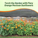 Outsidepride Goldfinger Mexican Sunflower Seeds - 1000 Pcs Annual, Easy-to-Grow, Orange Tithonia Speciosa Flower Seeds w/Drought-Tolerant Blooms for Pollinator Gardens & Vibrant Summer Landscaping by GreenHaven Gardens