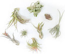 Air Plant Shop 30 Pack Tillandsia Air Plant Grab Bag of Premium Medium & Large Plants- Wholesale and Bulk - Succulents - Live Tillandsia - Easy Care Indoor and Outdoor House Plants by GreenHaven Gardens
