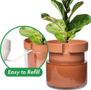 Phoenix Vine 10 Inch Self Watering Planter Pot, Terracotta Clay Pot with Glass Reservoir for Indoor Plants, Herbs, Flowers, Set of 1, 52-A-I-1 by GreenHaven Gardens