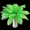 THARAHT Green Ostrich Feathers 12pcs Natural Bulk 10-12Inch 25cm-30cm for Crafts Wedding Party Centerpieces Mardi Gras and Home Decoration Feathers by CozyNest Decor