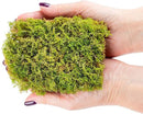 Preserved Sheet Moss in Natural Green | Decorative Real Natural Green DIY Kit Terrariums Gardenning Art Wall Decor Florist Decor Easter Table Decor Wedding - 2 Quart by GreenHaven Gardens