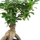 Arcadia Garden Products LV62 Ginseng Ficus Live Indoor Bonsai Plant in 6 in. Plastic Grower Pot, 6 Inch, Green *Sold by Amazon and Arcadia Garden Products* by GreenHaven Gardens