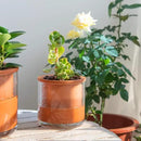 Phoenix Vine 4 Inch Self Watering Plants Pot, Design Terracotta Pot for Plants, Indoor Cylinder Terra Cotta Planter with Glass Vase, Set of 2, 51-A-E-2 by GreenHaven Gardens