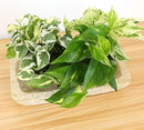 Live Pothos Plants (4PK) Indoor Plants Live Houseplants, Pothos Live Plant House Plants, Money Plant Indoor Pothos Plant Decor, Devils Ivy Trailing Plants Live by Plants for Pets,Black by GreenHaven Gardens