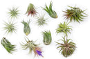 12 Pack Assorted Ionantha Air Plants - Wholesale and Bulk - Succulents - Live Tillandsia - Easy Care Indoor and Outdoor House Plants by GreenHaven Gardens
