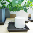 Square Plant Saucer 12 Inch 5 Pack, Plant Stand Plant Trays for Pots Heavy Duty Plastic Plant Saucers for Indoors Outdoors, Flower Pot No Holes Plant Lover Gardening Gifts by GreenHaven Gardens