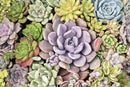 Altman Plants, Live Succulents Plants (50 Pack), Nursery Pots Variety Pack, Bulk Succulents Plants Live Plants Indoor Plants Live House Plants Indoors Live Indoor Plants Live Houseplants Live Indoor by GreenHaven Gardens