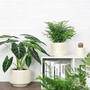 8 Inch + 6 Inch Ceramic Plant Pots Indoor with Drainage – Flower Pot Set, Decorative Indoor Planters for House Plants and Garden Use by CozyNest Decor