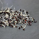 Buckwheat Seeds - 5 Lb ~60,000 Seeds - Organic, Non-GMO, Whole (Shell On) - Grow Buck Wheat Cover Crops, Microgreens, Lettuce by GreenHaven Gardens