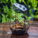 NCYP Geometric Glass Terrarium Planter for Succulent, Small Cacti, Black Irregular Opened Container Pot, Indoor Home Garden Office Tabletop Decor, 6.5" x 5.7" x 9.8" (No Plants, No Door) by CozyNest Decor