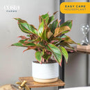 Costa Farms Red Chinese Evergreen Live Indoor Plant, Easy Care Houseplant in Modern Decor Planter, Excellent Housewarming Gift, Unique Home Decor, Room Décor, 15-Inches Tall by GreenHaven Gardens