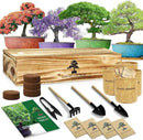 Bonsai Tree Kit, Bonsai Starter Kit for Growing Bonsai Plants with Tools, Grow Bonsai Tree Live Indoor, Garden Crafts Hobby Kits, Unique DIY Gardening Gifts for Men Women Mother by GreenHaven Gardens