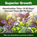 HOME GROWN Thai Basil Seeds Pack - 876 High Germination 𝗡𝗢𝗡-𝗚𝗠𝗢 𝗨𝗦𝗔 Heirloom Herb Seeds for Planting,Ideal for Growing Fresh Basil Planting Indoor or Outdoor(Ocimum basilicum var.thyrsiflora)