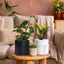 Phoenix Vine 8 Inch Self-Watering Planter Pot with Terracotta Insert, Deep Water Reservoir, and Ceramic-Alike BPA-Free Plastic Planter Pot for Plant, Modern Planter for Houseplants, White, 53-A-T-1 by CozyNest Decor