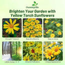 Outsidepride Yellow Torch Mexican Sunflower Seeds - 500 Pcs Annual, Easy-to-Grow, Yellow Tithonia Speciosa Flower Seeds w/Drought-Tolerant Blooms for Pollinator Gardens & Vibrant Summer Landscaping by GreenHaven Gardens