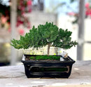 Live Dwarf Juniper Bonsai Tree 4-5years Old with Cute Ceramic Panda | Juniper or Jade Bonsai Tree | Indoor/Outdoor | 100% Handcrafted| Home and Office Décor | Best Gift for Holiday by GreenHaven Gardens