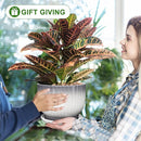 8 Inch Plant Pot, Ceramic Planter with Drainage and Saucer, Ceramic Pots for Plants, Indoor Plant pots,Ceramic Flower pots(Gray + White, Plants NOT Included) by GreenHaven Gardens