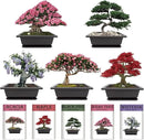 Indoor Bonsai Garden Starter Kit, 5 Seeds Growing into Red Maple, Wisteria, Black Pine, Judas Tree, Acacia, Including Complete Gardening Planters & A Wooden Box, Christmas Gifts for Women by GreenHaven Gardens