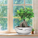 G EPGardening 10Inch Large Planter Pot Marble Pattern Ceramic Succulent Planter Big Plant Pot Succulents Container Flower Pot Indoor Outdoor Decor by GreenHaven Gardens