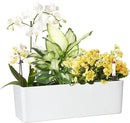 GardenBasix Elongated Self Watering Planter Pots Window Box 5.5 x 16 inch Indoor Home Garden Modern Decorative Planter Pot for All House Plants Flowers Herbs (White,1-Pack) by GreenHaven Gardens