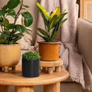 D'vine Dev 3.5 Inch Ceramic Planter Pot with Drainage Hole and Saucer, Indoor Cylinder Round Planter Pot, Black, 94-O-A-2 by GreenHaven Gardens