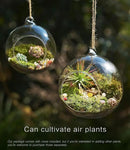 15-Piece Terrarium Kit with Live Moss – DIY Glass Globe Set with Tools, Soil, Stones & Spray Bottle – Indoor Mini Garden Gift for Plant Lovers, Home Decor & Zen Craft by CozyNest Decor
