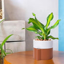 6.5 Inch Self-Watering Planter Pot with Terracotta Insert, Deep Water Reservoir, and Ceramic-Alike BPA-Free Plastic Pot for Plant, Modern Planter for Houseplants, Terracotta/White, 53-B-S-6 by CozyNest Decor