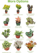 Live Succulents 'Turtle Vine' (4-inch), Succulent Plants Fully Rooted in Pots with Soil, Easy-Care House Plant for DIY, Home Office Decor, Wedding Party Favor by GreenHaven Gardens