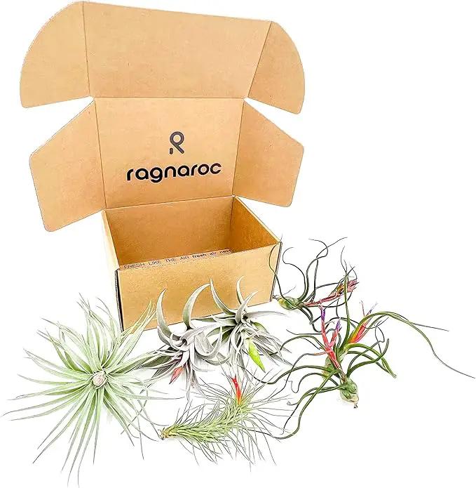 Air Plants - Venner Gift Box Large 4" - 7ct - Live Arrival Guaranteed - House Plants for Home Decor & Gift