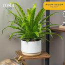 Costa Farms Bird's Nest Fern Plant, Easy Care Live Indoor Houseplant in Modern Decor Planter, Potted in Soil Potting Mix, Outdoor Garden Gift, Beautiful Home Décor, Housewarming Gift, 15-Inches Tall by GreenHaven Gardens