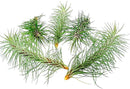 Air Plants - Colombian Tillandsia Funckiana, Large 5" - 5ct - Live Arrival Guaranteed - House Plants for Home Decor & Gift by GreenHaven Gardens