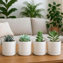 D'vine Dev Set of 4 Small Ceramic Plant Pots, 3.5 Inch Succulent Planter Pot for Plants with Drainage Hole and Saucer, Oatmeal, 94-X-A-8 by GreenHaven Gardens