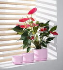 Ton Sin Plant Pots, 4.1+5.1+6.5 inch, Set of 3, Ceramic Planters with Drainage Hole and Saucer, Indoor Flower Pot with Hole Mesh Pad, Gifts for Mom(Matte Pink) by GreenHaven Gardens