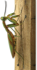 Bits and Pieces - Praying Mantis Tree Hanger - Yard Decorations - Whimsical Tree Sculpture - Outdoor Garden Peeker Tree Hugger Yard Art - 12"x 5"x 3½" by GreenHaven Gardens