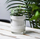 Phoenix Vine 4 Inch Self Watering Planter, White Terracotta Clay Pot with Glass Reservoir for Indoor Plants, Herbs, Flowers, Set of 4, 52-B-E-4 by GreenHaven Gardens