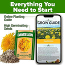 HOME GROWN 𝗨𝗦𝗔 𝗣𝗥𝗘𝗠𝗜𝗨𝗠 Dandelion Seeds for Planting – 600 Heirloom Medicinal Herb Seeds (~0.3g) 𝗡𝗢𝗡-𝗚𝗠𝗢 Grow Edible Leaves and Flowers for Remedies or Wildlife (Taraxacum officinale) by GreenHaven Gardens