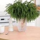 12 Pcs Artificial Norfolk Pine Branches, Norfolk Pine Artificial Pine Stems DIY Crafts Faux Christmas Greenary Norfolk Pine Branches for Xmas Wreath Garland Home Decor (12) by CozyNest Decor