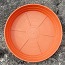Plant Saucer 6 Inch 4 Pack 6 8 10 12 14 16 18 20 25, Plastic Plant Trays for Pots，Extra-Deep Plant Water Dray Tray, Bird Bath Bowl, Heavy Flower Plant saucers Indoors and Outdoor No Holes 6in-4 red by GreenHaven Gardens