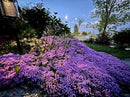 20,000+ Creeping Thyme Seeds Ground Cover, Non-GMO Perennial Flower Seeds, Hardy Thymus Serpyllum, Creeping Phlox Alternative for Landscaping & Garden Paths (Purple) by GreenHaven Gardens