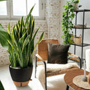 12/10/8 Inch Self Watering Pots for Indoor Plants Plastic Large Plant Pot for Outdoor Plants, Water Level Window & Spacious Reservoir Flower Pots Decorative Planter with Drainage and Tray (Black) by CozyNest Decor