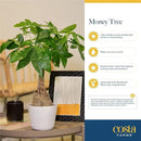 Costa Farms Money Tree, Large, Live Indoor Plant, Easy to Grow Pachira House Plant Gift, Home Décor, 3-4 Feet Tall in Nursery Pot by GreenHaven Gardens